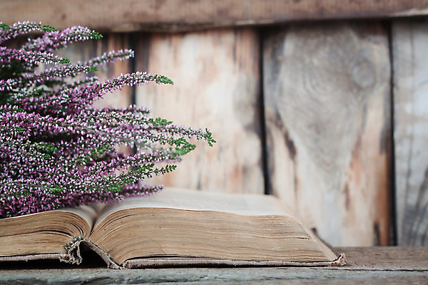 포토 JPG 해외이미지 식물 디자인 꽃 종이 백그라운드 꽃무늬 탁자 사람없음 목재 장식 책 여름 파란색 다이어리 쪽지 공책 침묵 공백 추위 수확 골동품 덮개 흰색 시골 잡지 비밀 다발 복고 페이지 내추럴 그런지 옛날 스타일 해외202004 해외포토 나무 계절 컬러 가구 컨셉 무늬 농업 재료 문구용품 간행물 사무용품 소리 뚜껑 파일형식 이미지허브