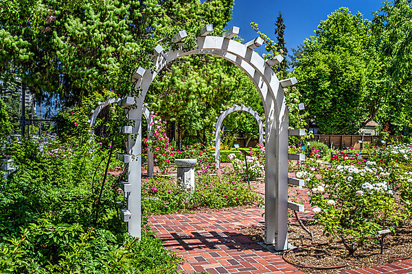 포토 JPG 해외이미지 식물 전통 영어 꽃 길 분홍색 꽃무늬 자연 풍경 사람없음 목재 장식 빨간색 초록색 여름 장미 정원 성장 흰색 오솔길 아치 내추럴 해외202004 해외포토 나무 문자 계절 컬러 무늬 재료 생태계 파일형식 이미지허브