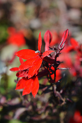 포토 JPG 해외이미지 식물 꽃 자연 사람없음 야외 빨간색 초록색 물 정원 봄 젖음 닫기 떨어짐 잡종 해외202004 해외포토 자연요소 계절 컬러 컨셉 모션 생태계 파일형식 이미지허브