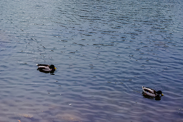 포토 JPG 해외이미지 동물 호수 야생동물 바다 자연 조류 오리 사람없음 물 파란색 강 반사 수영 연못 깃털 부리 물새 청둥오리 동물상 해외202004 해외포토 자연요소 컬러 조형물 수상스포츠 생태계 파일형식 이미지허브