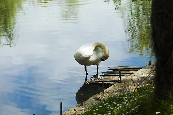 포토 JPG 해외이미지 동물 호수 물결 야생동물 백그라운드 날개 자연 조류 사랑 풍경 사람없음 야외 초록색 물 여름 파란색 빛 강 반사 평화 귀여움 검은색 수영 침묵 거울 흰색 연못 우아함 심볼 순수 깃털 런던 부리 백조 장면 목 내추럴 단아함 벙어리 웅장함 해외202004 해외포토 자연요소 계절 감정 컬러 컨셉 영국 신체부위 소리 수상스포츠 생태계 파일형식 이미지허브