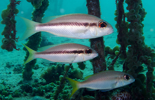 포토 JPG 해외이미지 야생동물 바다 여행 학교 모션 자연 휴가 어류 풍경 사람없음 야외 파란색 바닷속 수중 수영 물방울 아래 다이빙 생물학 도미 지느러미 내추럴 깊이 동물상 생태학 침몰 많음 해외202004 해외포토 동물 교육 컬러 컨셉 조형물 수중동물 수상스포츠 방향 생태계 위치 수중스포츠 파일형식 이미지허브