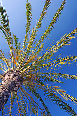 포토 JPG 해외이미지 나무 식물 구름 모래 바다 섬 여행 결혼 백그라운드 잎 자연 벽지 하늘 휴가 휴식 따뜻함 손바닥 미술 풍경 사람없음 야외 초록색 물 여름 파란색 태양 우주 맑음 봄 뜨거움 휴양지 장면 태평양 코코넛 남쪽 석호 이국적 파라다이스 해외202004 해외포토 자연요소 손 계절 컬러 컨셉 과일 날씨 문화예술 이벤트 장소 방향 생태계 파일형식 이미지허브