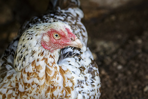 포토 JPG 해외이미지 동물 여자 음식 백그라운드 농업 날개 가족 자연 조류 엄마 새로움 건강 병아리 사랑 사람없음 야외 빨간색 초록색 농장 노란색 정원 치킨 가축 흰색 시골 아기 그룹 보호 작음 깃털 유기농 부리 내추럴 돌봄 무료 암탉 해외202004 해외포토 웰빙 감정 산업 컬러 컨셉 관계 모션 사람 닭 크기 암컷 생태계 닭고기요리 파일형식 이미지허브