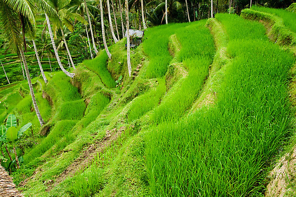 포토 JPG 해외이미지 식물 전통 아시아 음식 여행 패턴 밭 농업 자연 밥 산 손바닥 풍경 사람없음 초록색 농장 젖음 수확 시골 언덕 질감 발리 인도네시아 계단식 단계 산악지대 작살 해외202004 해외포토 손 나라 산업 컬러 섬 무늬 생태계 파일형식 이미지허브