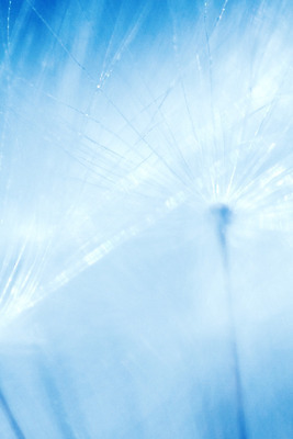 포토 JPG 해외이미지 식물 계절 꽃 백그라운드 꽃무늬 자연 추상 씨앗 사람없음 파란색 빛 머리 봄 들꽃 벚꽃 흰색 닫기 소프트포커스 민들레 묘사 부드러움 솜털 내추럴 몽환 해외202004 해외포토 컬러 컨셉 무늬 모션 촬영기법 신체부위 감각 생태계 파일형식 이미지허브