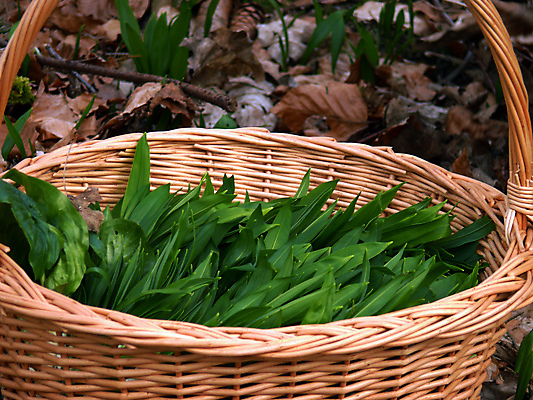 포토 JPG 해외이미지 꽃 음식 백그라운드 잎 채소 재료 자연 탁자 건강 마늘 요리 사람없음 목재 초록색 바구니 주방 식사 봄 샐러드 흰색 시골 신선 양념 맛 상추 먹기 허브 향신료 준비 시금치 신맛 채식주의자 총각무 해외202004 해외포토 나무 식물 계절 컬러 가구 컨셉 모션 무 생태계 채식 향미료 파일형식 이미지허브