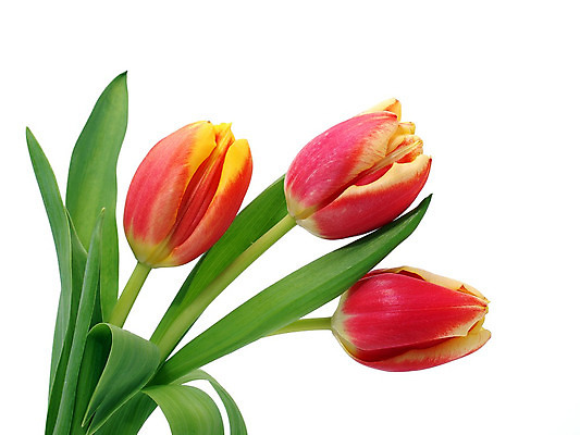 포토 JPG 해외이미지 식물 계절 공원 꽃 꽃다발 백그라운드 잎 꽃무늬 밭 자연 부활절 발렌타인데이 3 사람없음 야외 초록색 여름 컬러풀 햇빛 태양 정원 보라색 침묵 봄 튤립 벚꽃 광선 축하 신선 닫기 5월 꽃집 엽서 내추럴 강렬 블러 해외202004 해외포토 자연요소 공공시설 기념일 컬러 컨셉 무늬 농업 모션 데이이벤트 상점 소리 날짜 편지 생태계 파일형식 이미지허브