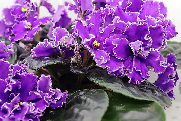 포토 JPG 해외이미지 식물 여자 기념일 꽃 꽃다발 결혼 백그라운드 컨셉 잎 결혼식 휴가 주택 사람없음 내부 파란색 우주 보라색 봄 활발 벚꽃 흰색 축하 신선 오픈 신용카드 생일 개화 우아함 닫기 제비꽃 원예 내추럴 2월 비올라 탄자니아 어머니의날 제의 해외202004 해외포토 계절 컬러 모션 아프리카 사람 이벤트 취미 건물 금융 날짜 미국문화 파일형식 찰현악기 이미지허브