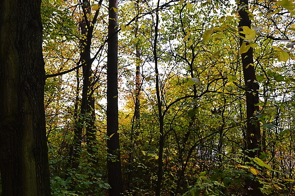 포토 JPG 해외이미지 나무 식물 계절 공원 길 여행 잎 오렌지 자연 풍경 사람없음 야외 목재 초록색 빛 컬러풀 태양 노란색 환경 맑음 가을 황금 숲 10월 내추럴 해외202004 해외포토 자연요소 공공시설 컬러 과일 재료 날씨 날짜 생태계 파일형식 이미지허브