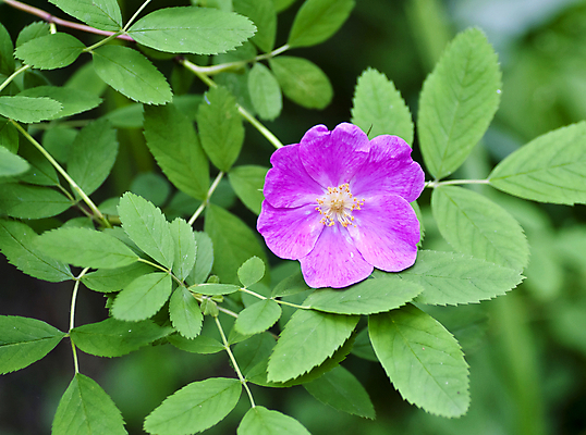 포토 JPG 해외이미지 식물 계절 꽃잎 꽃 분홍색 백그라운드 잎 꽃무늬 과일 자연 건강 사람없음 빨간색 초록색 약 벚꽃 나뭇가지 달콤 자주색 허브 꽃수술 해외202004 해외포토 나무 컬러 무늬 의학 맛 생태계 파일형식 이미지허브