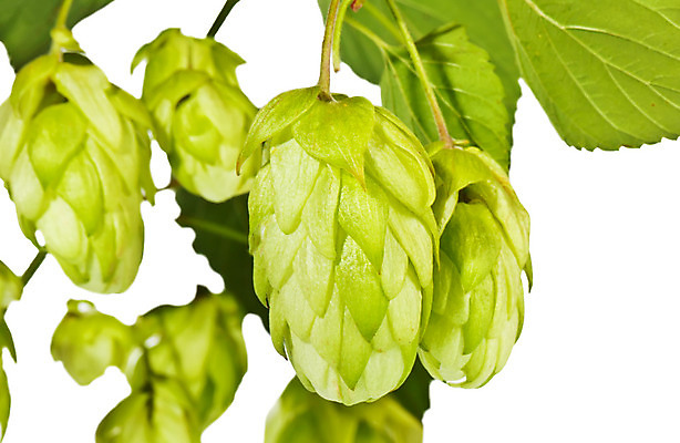 포토 JPG 해외이미지 식물 음식 줄기 백그라운드 잎 농업 재료 자연 맥주 사람없음 초록색 정원 수확 성장 흰색 나뭇가지 신선 덩굴 허브 원뿔 내추럴 양조장 억울 해외202004 해외포토 도형 나무 감정 산업 컬러 주류 생태계 파일형식 이미지허브