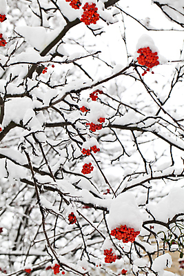 포토 JPG 해외이미지 식물 계절 열매 겨울 자연 사람없음 야외 빨간색 컬러풀 냉동 얼음 추위 나뭇가지 크리스탈 묘사 서리 진홍색 내추럴 재 해외202004 해외포토 자연요소 나무 컬러 광석 생태계 파일형식 이미지허브