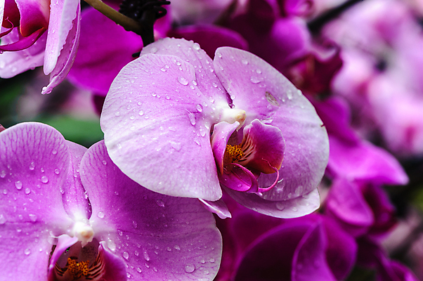 포토 JPG 해외이미지 식물 계절 꽃잎 꽃 길 분홍색 잎 자연 실내 사람없음 내부 빨간색 초록색 컬러풀 환경 꽃병 흙 놀이방 성장 벚꽃 흰색 냄비 원예 식물원 먼지 베이징 내추럴 묘목 온실 줄서기 해외202004 해외포토 나무 컬러 모션 취미 중국 솥 생태계 파일형식 이미지허브