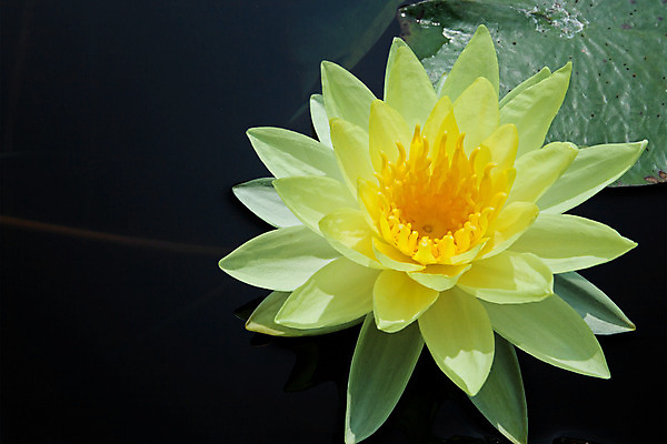 포토 JPG 해외이미지 식물 공원 꽃잎 꽃 아시아 종교 선 잎 꽃무늬 불교 오렌지 태국 자연 휴식 연꽃 동양인 사람없음 야외 물 여름 노란색 정원 검은색 화목 봄 벚꽃 연못 신용카드 개화 우아함 백합 명상 엽서 고립 이국적 해외202004 해외포토 자연요소 계절 공공시설 나라 컬러 컨셉 무늬 과일 인종 금융 편지 생태계 파일형식 이미지허브