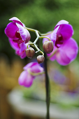 포토 JPG 해외이미지 식물 꽃 분홍색 자연 사람없음 야외 초록색 여름 정원 벚꽃 난초 보케 해외202004 해외포토 계절 컬러 생태계 파일형식 이미지허브