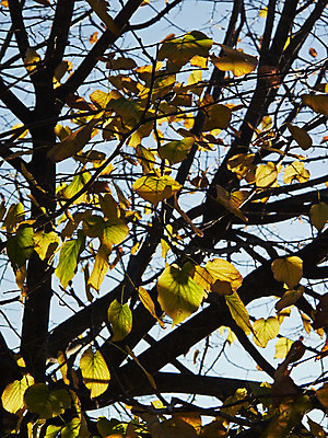 포토 JPG 해외이미지 나무 식물 백그라운드 잎 농업 과일 풍경 사람없음 야외 빨간색 초록색 컬러풀 햇빛 노란색 맑음 이탈리아 활발 가을 시골 맛 11월 그림 10월 해외202004 해외포토 계절 유럽 산업 컬러 컨셉 날씨 태양 날짜 파일형식 이미지허브