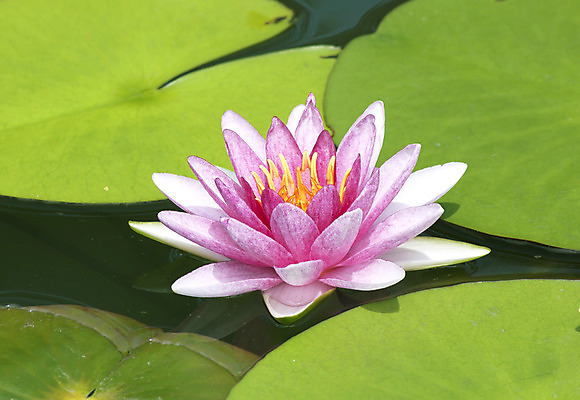 포토 JPG 해외이미지 식물 전통 디자인 공원 꽃잎 꽃 아시아 호수 분홍색 백그라운드 컨셉 잎 꽃무늬 불교 자연 벽지 휴식 연꽃 동양인 풍경 사람없음 초록색 물 여름 환경 정원 벚꽃 연못 신선 개화 닫기 맛 당구 심볼 순수 아로마 내추럴 스타일 정확 해외202004 해외포토 자연요소 계절 공공시설 나라 종교 컬러 무늬 모션 인종 구기 생태계 파일형식 이미지허브