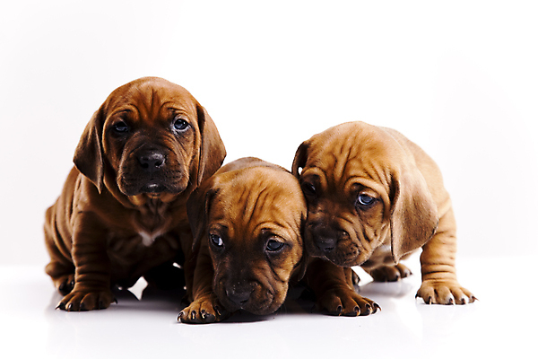 포토 JPG 해외이미지 반려견 새끼 엎드리기 실내 세마리 사람없음 반려동물 귀여움 강아지 닥스훈트 흰배경 해외202004 해외포토 동물 백그라운드 컨셉 모션 3 내부 흰색 개 파일형식 이미지허브