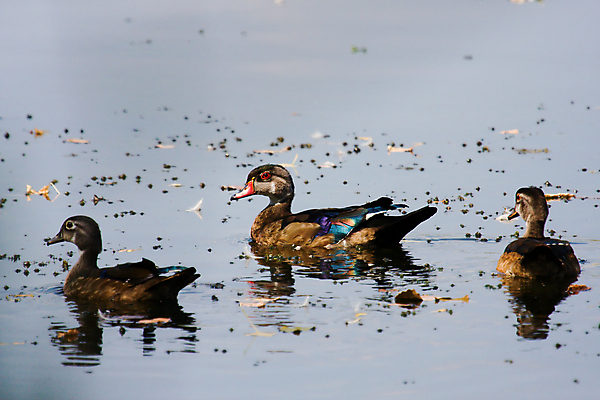 포토 JPG 해외이미지 야생동물 자연 조류 오리 이끼 사람없음 물 컬러풀 수영 떨어짐 깃털 해외202004 해외포토 자연요소 동물 컬러 컨셉 수상스포츠 생태계 파일형식 이미지허브