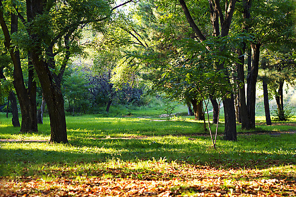 포토 JPG 해외이미지 나무 식물 계절 공원 꽃 도로 길 지구 줄기 잎 꽃무늬 오렌지 자연 하늘 추상 휴식 새로움 따뜻함 풍경 사람없음 야외 목재 빨간색 초록색 빛 세계 갈색 노란색 평화 가을 황금 숲 신비 11월 땅 장면 공터 10월 내추럴 해외202004 해외포토 공공시설 컬러 컨셉 무늬 과일 재료 교통시설 날짜 생태계 파일형식 이미지허브