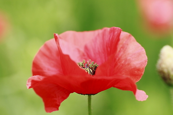 포토 JPG 해외이미지 식물 꽃잎 꽃 잎 패턴 밭 자연 사람없음 빨간색 초록색 여름 정원 침묵 들꽃 벚꽃 신선 데이지 양귀비 내추럴 해외202004 해외포토 계절 컬러 무늬 농업 소리 생태계 파일형식 이미지허브