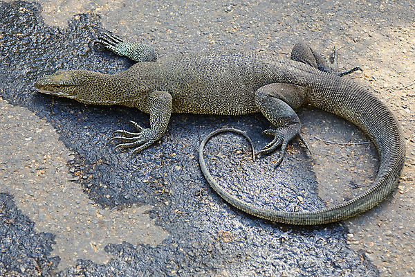 포토 JPG 해외이미지 동물 아시아 야생동물 파충류 자연 동양인 사람없음 걷기 용 큼 꼬리 도마뱀 거인 동물상 스리랑카 카피스페이스 해외202004 해외포토 나라 모션 인종 조형물 공백 크기 생태계 파일형식 이미지허브