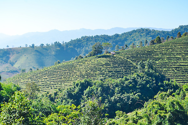 포토 JPG 해외이미지 나무 식물 아시아 잎 밭 농업 자연 하늘 산 풍경 사람없음 야외 초록색 농장 농경지 환경 계곡 시골 신선 차 언덕 장면 산악지대 해외202004 해외포토 나라 산업 음료 컬러 생태계 파일형식 이미지허브