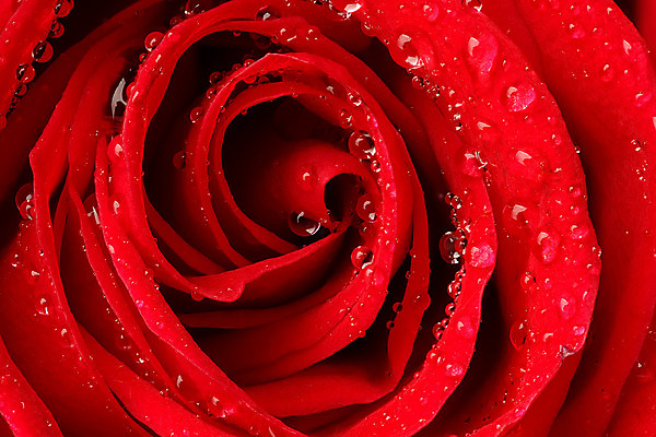 포토 JPG 해외이미지 식물 기념일 꽃잎 꽃 백그라운드 잎 패턴 자연 휴가 프레임 선물 사랑 사람없음 빨간색 물 빛 장미 머리 우주 활발 젖음 벚꽃 축하 신선 오픈 개화 우아함 떨어짐 이슬 가득함 싱글 내추럴 해외202004 해외포토 자연요소 감정 컬러 컨셉 무늬 이벤트 신체부위 생태계 파일형식 이미지허브