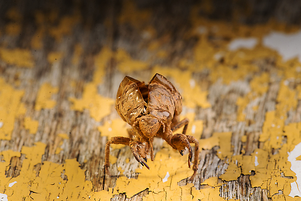 포토 JPG 해외이미지 나무 동물 얼굴 야생동물 곤충 신체 날개 자연 건조 사람없음 초록색 여름 갈색 머리 환경 껍질 흰색 입 변화 벌레 숲 피부 묘사 질감 생물학 순환 나무껍질 애벌레 내추럴 고립 귀뚜라미 동물상 변태 오싹 해외202004 해외포토 식물 계절 교육 컬러 컨셉 모션 신체부위 조형물 생태계 파일형식 이미지허브