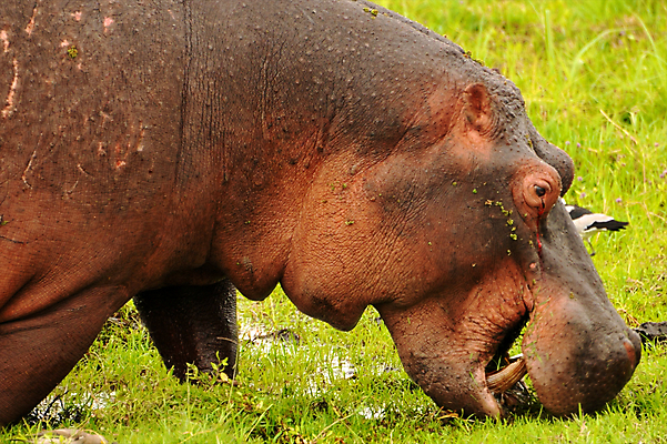 포토 JPG 해외이미지 동물 한마리 공원 얼굴 야생동물 포유류 가족 아프리카 자연 휴식 국립공원 사람없음 강 연못 보호 위험 큼 엉덩이 비만 자연백그라운드 진흙 하마 케냐 무거움 대가리 초식 해외202004 해외포토 1 공공시설 나라 백그라운드 컨셉 관계 신체부위 무게 크기 몸매 생태계 파일형식 이미지허브