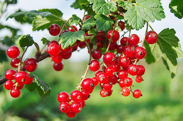 포토 JPG 해외이미지 식물 계절 열매 음식 줄기 백그라운드 잎 과일 재료 자연 디저트 건강 사람없음 빨간색 초록색 정원 식사 수확 흰색 나뭇가지 신선 그룹 달콤 맛 다발 유기농 날것 내추럴 채소밭 건포도 숙성 신맛 채식주의자 해외202004 해외포토 나무 웰빙 컬러 컨셉 밭 농업 포도 생태계 채식 건과일 파일형식 이미지허브
