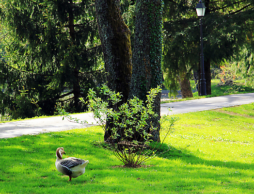 포토 JPG 해외이미지 나무 공원 도로 길 여행 잎 벤치 자국 자연 아침 새로움 풍경 사람없음 야외 초록색 빛 평화 걷기 침묵 고요 봄 산책 안개 가을 신선 신비 속도 내추럴 그리너리 해외202004 해외포토 주간 식물 계절 공공시설 컬러 컨셉 의자 교통시설 모션 날씨 휴식 소리 생태계 파일형식 트랜드컬러 이미지허브