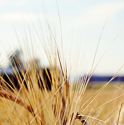 포토 JPG 해외이미지 음식 빵 밭 농업 사람없음 빨간색 수확 낟알 밭일 숙성 해외202004 해외포토 산업 컬러 파일형식 이미지허브