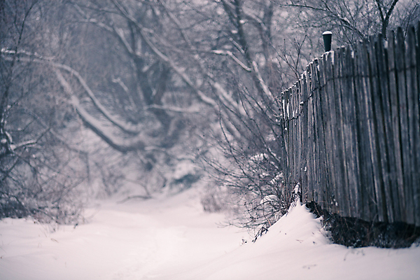 포토 JPG 해외이미지 나무 도로 겨울 풍경 사람없음 울타리 마을 안개 흰색 나뭇가지 시골 서리 자작나무 1월 벨로루시 해외202004 해외포토 식물 계절 길 컬러 교통시설 날씨 담장 날짜 파일형식 이미지허브