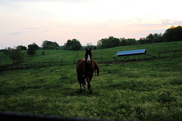포토 JPG 해외이미지 나무 동물 밭 농업 자연 사람없음 초록색 울타리 농장 일몰 시골 야간 저녁 해외202004 해외포토 자연요소 식물 산업 컬러 담장 노을 생태계 파일형식 이미지허브