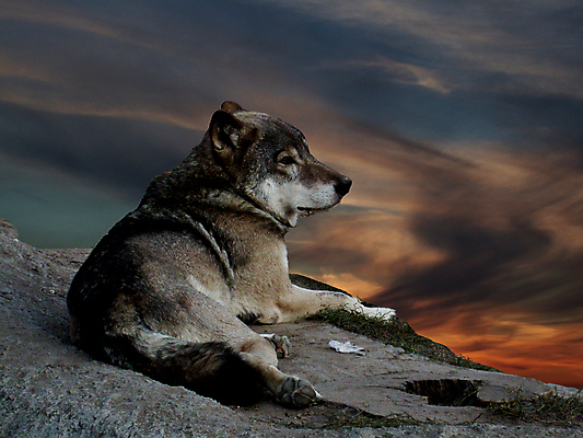 포토 JPG 해외이미지 동물 실루엣 자연 털 따뜻함 동물원 사람없음 반려동물 달리기 검은색 자유 저녁 설치류 모피 귀 주둥이 무료 발톱 총구 해외202004 해외포토 컬러 컨셉 모션 발 촬영기법 신체부위 야간 생태계 파일형식 이미지허브