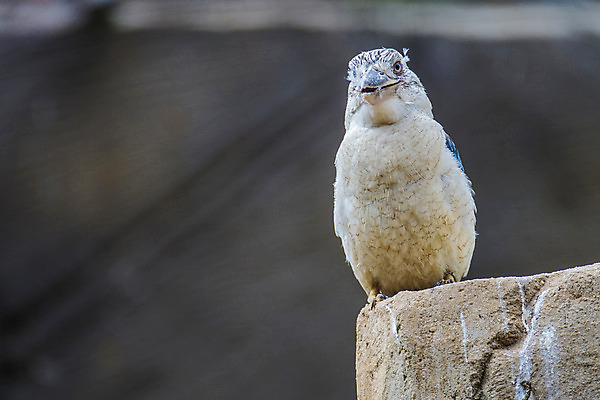 포토 JPG 해외이미지 동물 과학 날개 조류 사람없음 물 컬러풀 깃털 생물학 물총새 이국적 해외202004 해외포토 자연요소 교육 컬러 파일형식 이미지허브