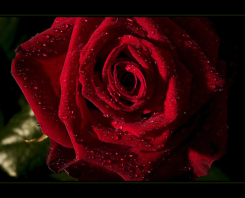 포토 JPG 해외이미지 꽃 꽃다발 백그라운드 자연 휴가 사랑 사람없음 빨간색 물 빛 장미 정원 어둠 주름 떨어짐 썩음 해외202004 해외포토 자연요소 식물 감정 컬러 컨셉 생태계 파일형식 이미지허브