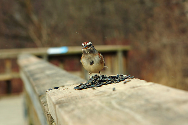 포토 JPG 해외이미지 나무 동물 1 남자 야생동물 잎 날개 노래 자연 조류 주택 앉기 사람없음 야외 초록색 갈색 정원 검은색 흰색 나뭇가지 닫기 작음 깃털 꼬리 부리 참새 내추럴 동물상 해외202004 해외포토 식물 음악 컬러 모션 사람 건물 조형물 크기 생태계 파일형식 이미지허브