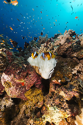 포토 JPG 해외이미지 식물 동물 모래 바다 백그라운드 자연 표면 어류 풍경 사람없음 물 파란색 컬러풀 햇빛 태양 바닷속 수중 광선 산호 아래 다이빙 장면 암초 깊이 소금물 아네모네 이국적 침몰 파라다이스 해외202004 해외포토 자연요소 꽃 컬러 수영 수중동물 자포동물 방향 생태계 위치 수중스포츠 파일형식 이미지허브