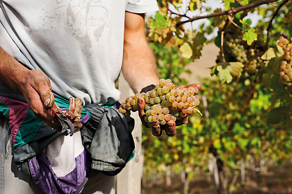 포토 JPG 해외이미지 식물 잎 밭 농업 과일 자연 관리 풍경 사람없음 야외 가로 초록색 태양 농장 와인 맑음 성장 시골 포도밭 양조장 해외202004 해외포토 자연요소 산업 컬러 날씨 주류 생태계 파일형식 이미지허브