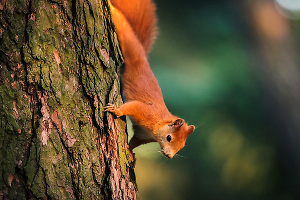 포토 JPG 해외이미지 나무 동물 1 응시 공원 얼굴 야생동물 백그라운드 오렌지 포유류 자연 생물 털 사람없음 야외 목재 빨간색 초록색 여름 갈색 머리 견과류 가을 나뭇가지 아기 닫기 설치류 숲 작음 모피 먹기 호기심 꼬리 다람쥐 솜털 내추럴 동물상 땅바닥 해외202004 해외포토 식물 시선 계절 공공시설 감정 컬러 컨셉 과일 재료 모션 바닥 사람 신체부위 조형물 크기 생태계 파일형식 이미지허브