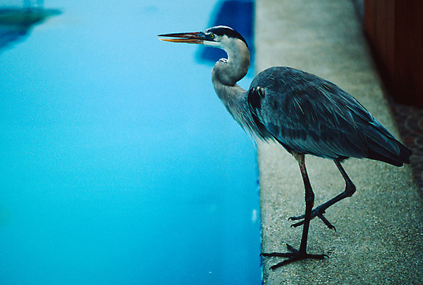 포토 JPG 해외이미지 동물 얼굴 야생동물 날개 조류 서기 사람없음 물 파란색 갈색 노란색 검은색 미국 회색 흰색 큼 당구 왜가리 목 터키석 황새 해외202004 해외포토 자연요소 컬러 북아메리카 모션 신체부위 구기 크기 보석 파일형식 이미지허브