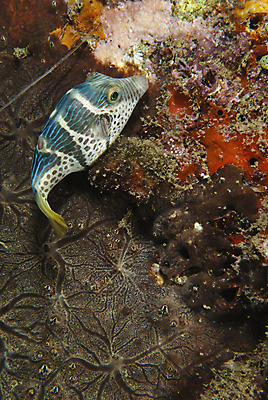 포토 JPG 해외이미지 어류 사람없음 물 컬러풀 수중 산호 인도네시아 태평양 해외202004 해외포토 자연요소 아시아 바다 컬러 수중동물 자포동물 파일형식 이미지허브