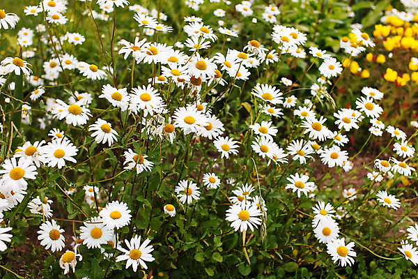 포토 JPG 해외이미지 식물 계절 꽃 꽃무늬 밭 자연 풍경 잔디 사람없음 야외 초록색 여름 햇빛 농장 노란색 정원 봄 벚꽃 흰색 시골 신선 땅 허브 데이지 장면 내추럴 캐모마일 평야 해외202004 해외포토 컬러 무늬 농업 태양 생태계 파일형식 이미지허브
