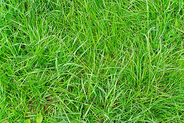 포토 JPG 해외이미지 식물 백그라운드 패턴 밭 자연 새로움 풍경 잔디 사람없음 초록색 봄 활발 성장 질감 제비 내추럴 깊이 그리너리 해외202004 해외포토 계절 컬러 컨셉 무늬 농업 조류 생태계 파일형식 트랜드컬러 이미지허브