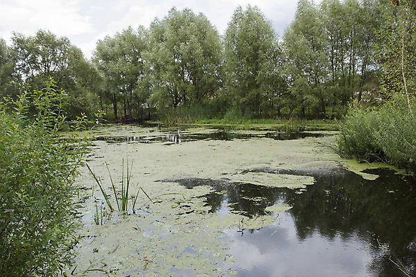 포토 JPG 해외이미지 나무 식물 계절 공원 호수 백그라운드 잎 밭 자연 건조 풍경 사람없음 야외 목재 초록색 물 여름 파란색 강 반사 평화 환경 침묵 봄 가을 연못 작음 허브 그림 러시아 폭풍 생태학 해외202004 해외포토 자연요소 공공시설 교육 유럽 컬러 컨셉 농업 재료 날씨 소리 크기 생태계 파일형식 이미지허브
