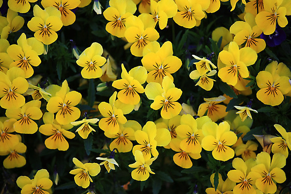 포토 JPG 해외이미지 식물 계절 꽃잎 꽃 밭 자연 사람없음 야외 초록색 컬러풀 노란색 환경 정원 봄 벚꽃 그룹 제비꽃 원예 비올라 삼색 생태학 많음 해외202004 해외포토 교육 컬러 컨셉 농업 취미 생태계 파일형식 찰현악기 이미지허브