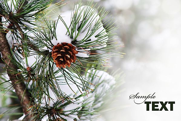 포토 JPG 해외이미지 나무 식물 디자인 계절 공원 백그라운드 잎 크리스마스 겨울 자연 휴가 새로움 프레임 풍경 사람없음 야외 목재 장식 초록색 환경 얼음 추위 흰색 나뭇가지 인사 신선 소나무 신용카드 숲 12월 연도 묘사 서리 보케 상록수 침엽수 전나무 원뿔 내추럴 가문비나무 카피스페이스 해외202004 해외포토 자연요소 도형 공공시설 기념일 컬러 컨셉 재료 금융 공백 예절 날짜 생태계 파일형식 이미지허브